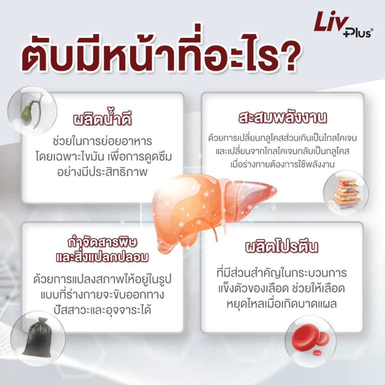 Infographic ตับทำหน้าที่อะไรบ้าง ?
