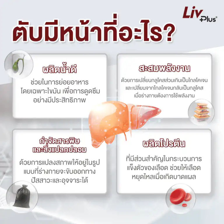 Infographic ตับทำหน้าที่อะไรบ้าง ?